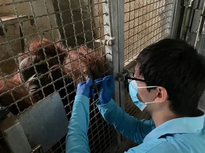 年逾不惑的退休姥爺 探訪(fǎng)上海動(dòng)物園四十五歲老年猩猩“森泰”的日常